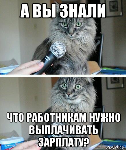 А вы знали что работникам нужно выплачивать зарплату?, Комикс  кот с микрофоном