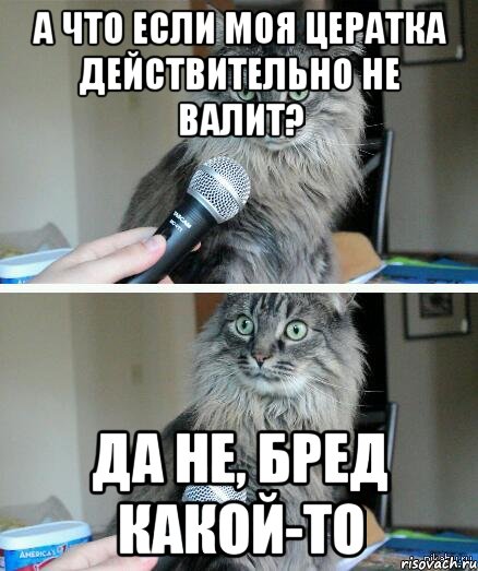 А что если моя Цератка действительно не валит? Да не, бред какой-то, Комикс  кот с микрофоном