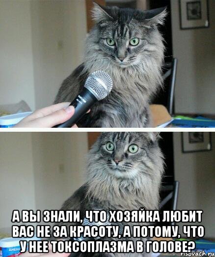  А вы знали, что хозяйка любит вас не за красоту, а потому, что у нее токсоплазма в голове?, Комикс  кот с микрофоном