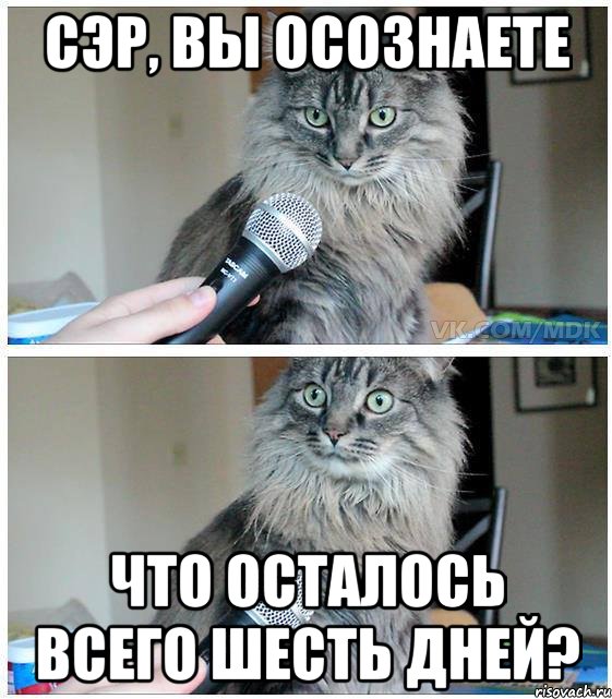 Сэр, вы осознаете что осталось всего шесть дней?, Комикс  кот с микрофоном