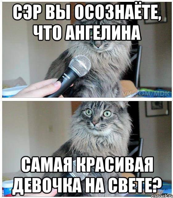 Сэр вы осознаёте, что ангелина самая красивая девочка на свете?, Комикс  кот с микрофоном