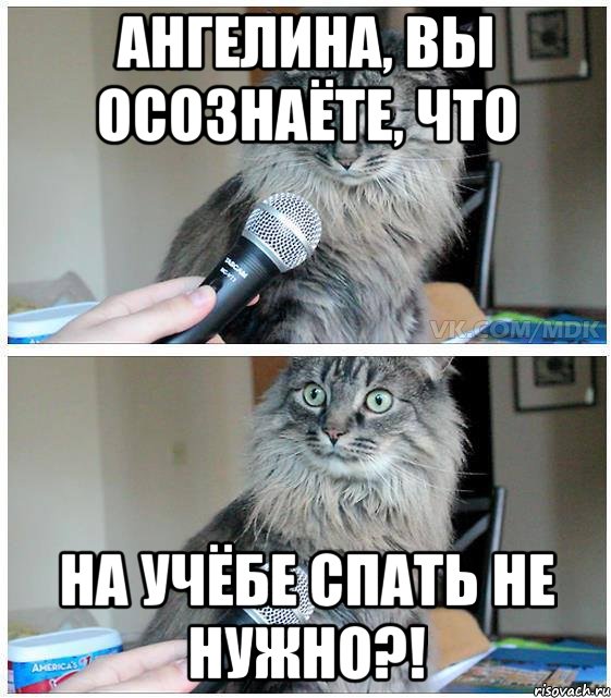 ангелина, вы осознаёте, что на учёбе спать не нужно?!, Комикс  кот с микрофоном