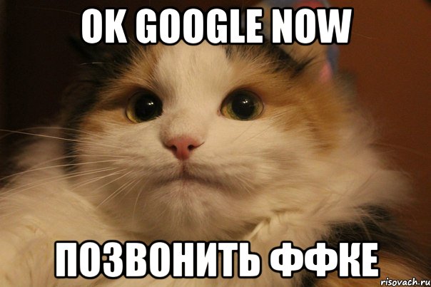 Ok google now Позвонить ффке, Мем  Кот в недоразумении