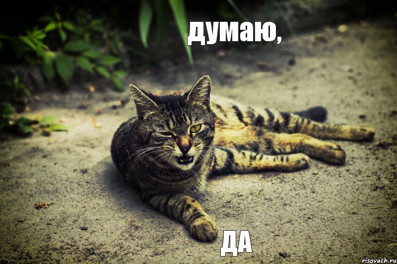 думаю, да, Комикс кот