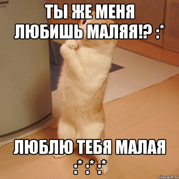 Ты же меня любишь Маляя!? :* ЛюБлЮ ТеБя МаЛаЯ :* :* :*, Мем  котэ молится