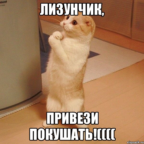 Лизунчик, привези покушать!((((, Мем  котэ молится