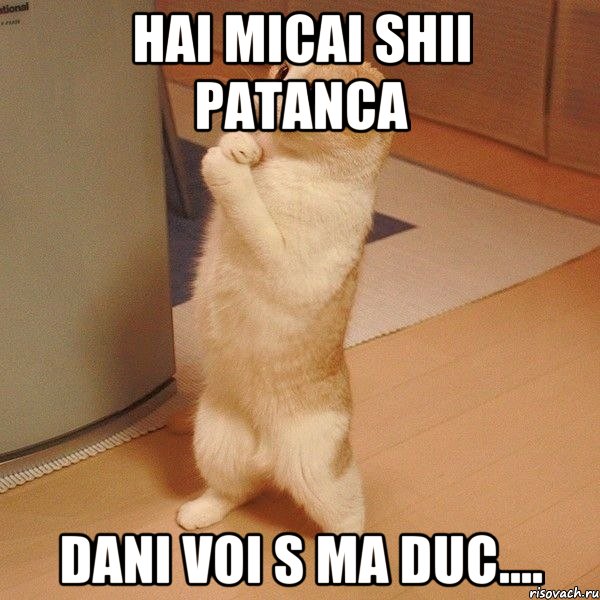 hai micai shii patanca dani voi s ma duc...., Мем  котэ молится