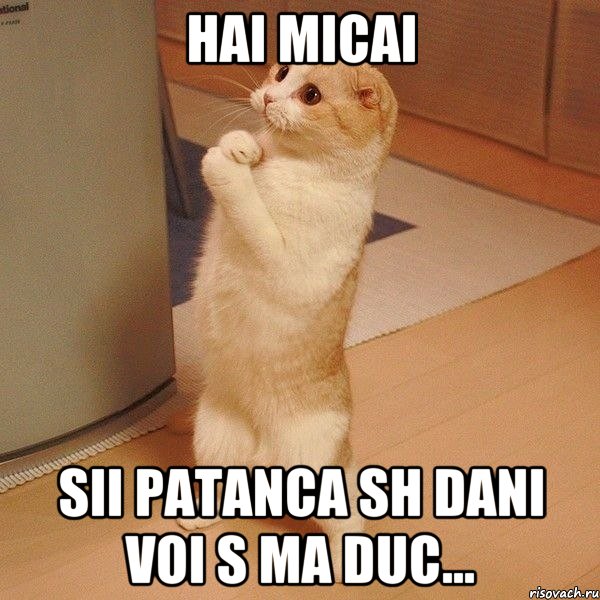 hai micai sii patanca sh dani voi s ma duc..., Мем  котэ молится