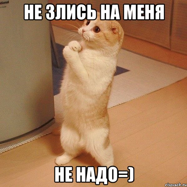 не злись на меня не надо=), Мем  котэ молится