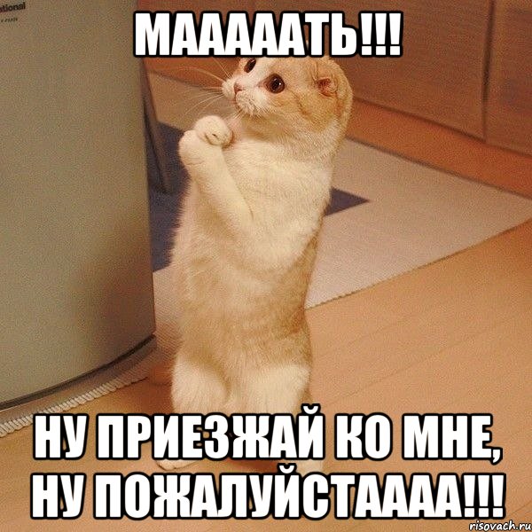 Мааааать!!! Ну приезжай ко мне, ну пожалуйстаааа!!!, Мем  котэ молится