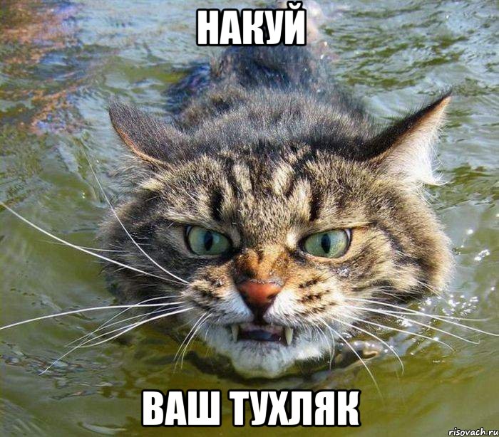 накуй ваш тухляк, Мем котэ