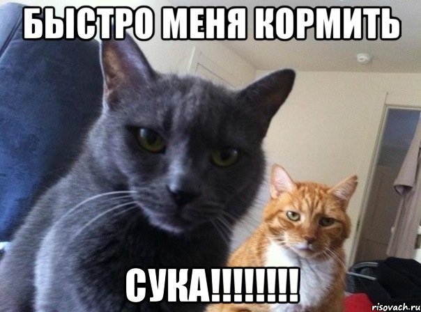 Быстро меня кормить СУка!!!!!!!!, Мем  Два котэ