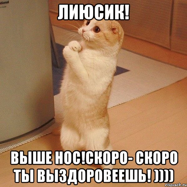 Лиюсик! Выше нос!Скоро- скоро ты выздоровеешь! )))), Мем  котэ молится