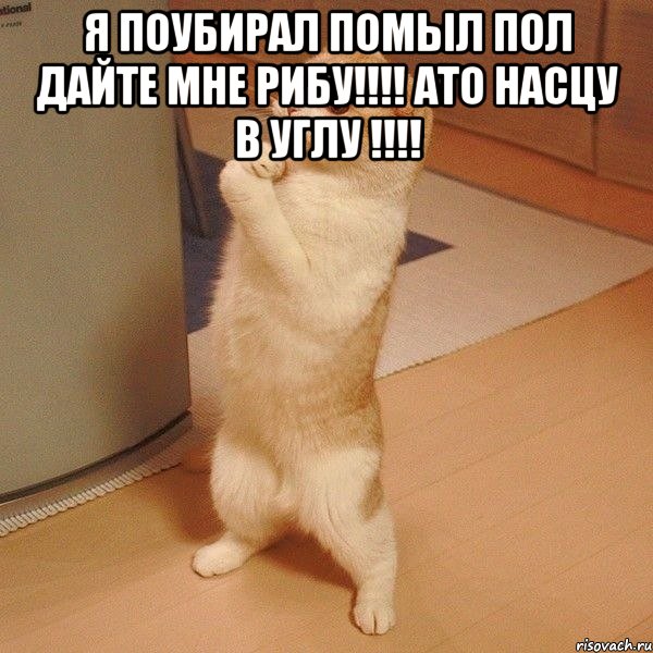 Я поубирал помыл пол дайте мне рибу!!!! ато насцу в углу !!!! , Мем  котэ молится