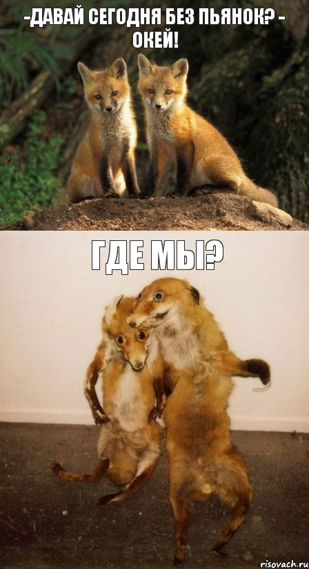 -Давай сегодня без пьянок? - Окей! Где мы?, Комикс Лисицы