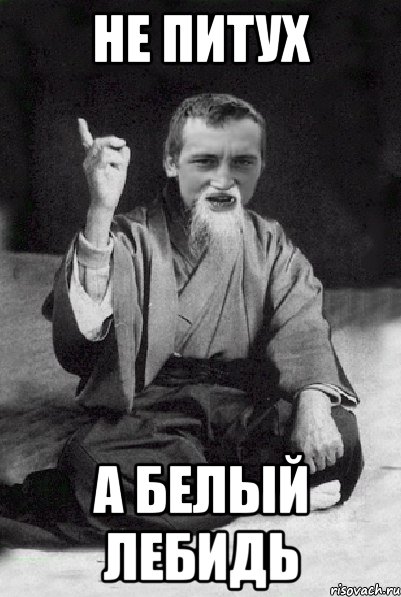 не питух а белый лебидь, Мем Мудрий паца