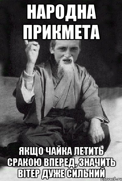 Народна прикмета якщо чайка летить сракою вперед, значить вітер дуже сильний, Мем Мудрий паца