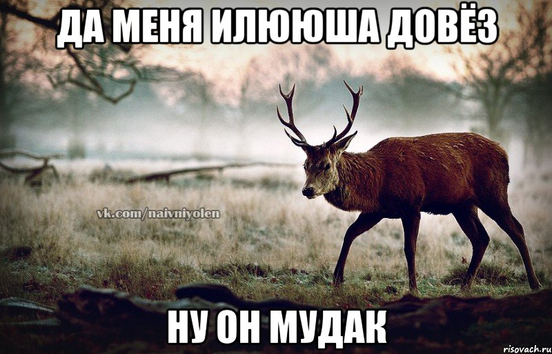 Да меня Илююша довёз НУ он мудак, Мем naivehole