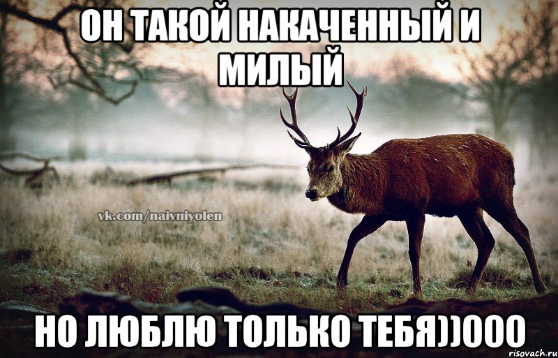 он такой накаченный и милый но люблю только тебя))000, Мем naivehole