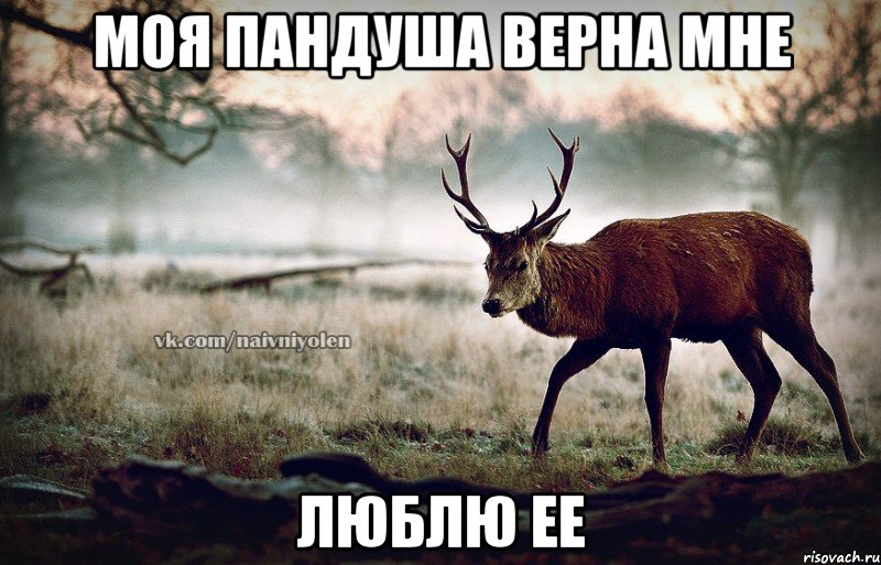 Моя пандуша верна мне люблю ее, Мем naivehole