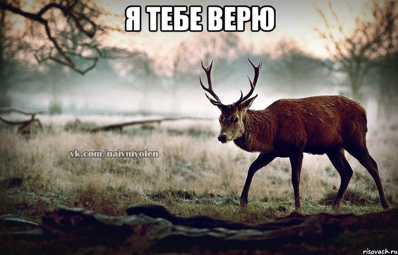 Я тебе верю , Мем naivehole