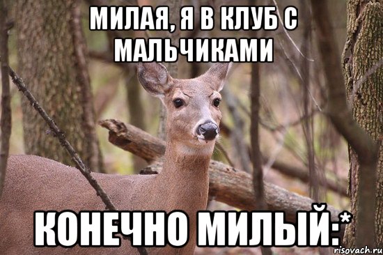 Милая, я в клуб с мальчиками Конечно милый:*, Мем Наивная олениха