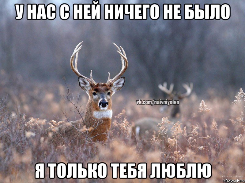 у нас с ней ничего не было я только тебя люблю, Мем   Наивный олень