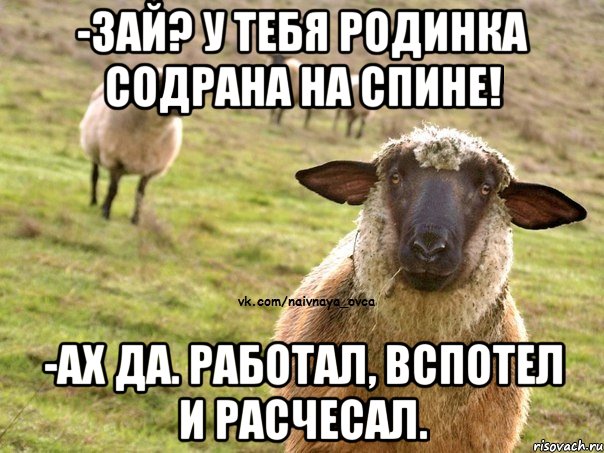 -Зай? У тебя родинка содрана на спине! -Ах да. Работал, вспотел и расчесал., Мем  Наивная Овца