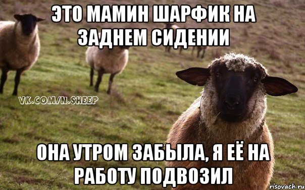 Это мамин шарфик на заднем сидении она утром забыла, я её на работу подвозил, Мем  Наивная Овца