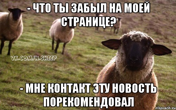 - Что ты забыл на моей странице? - Мне контакт эту новость порекомендовал, Мем  Наивная Овца