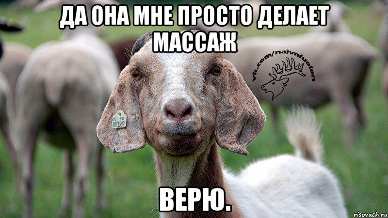 да она мне просто делает массаж верю., Мем  Наивная овца