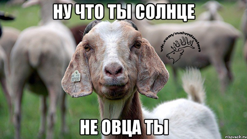 ну что ты солнце не овца ты, Мем  Наивная овца