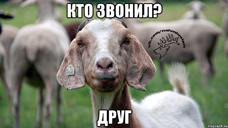 кто звонил? друг