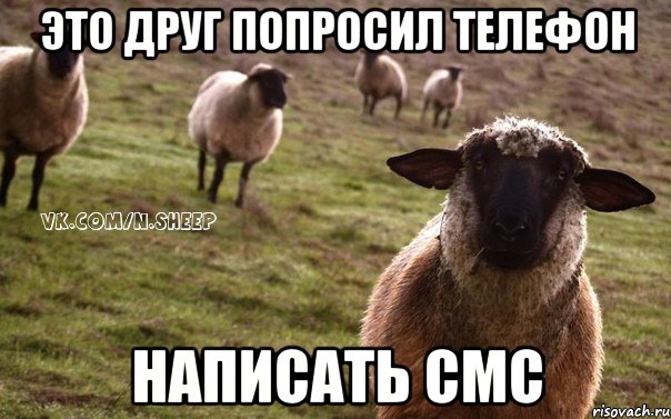 это друг попросил телефон написать смс, Мем  Наивная Овца