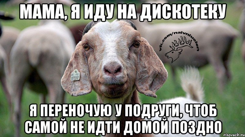 мама, я иду на дискотеку я переночую у подруги, чтоб самой не идти домой поздно, Мем  Наивная овца