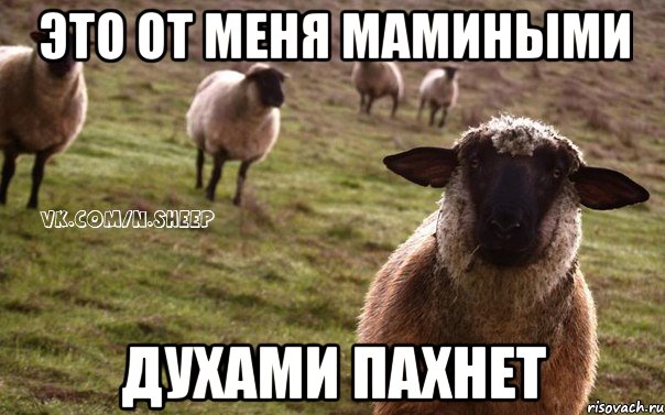 это от меня мамиными духами пахнет, Мем  Наивная Овца