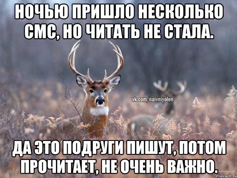 Ночью пришло несколько смс, но читать не стала. Да это подруги пишут, потом прочитает, не очень важно., Мем   Наивный олень