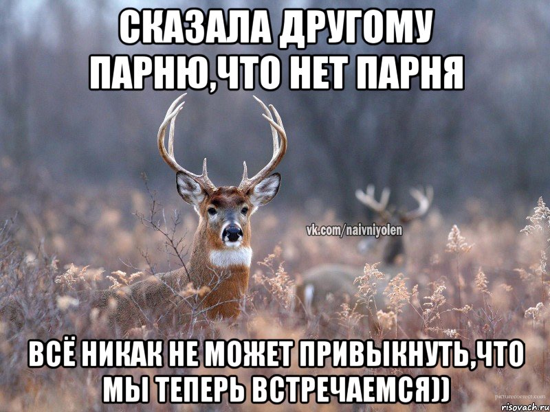 сказала другому парню,что нет парня всё никак не может привыкнуть,что мы теперь встречаемся)), Мем   Наивный олень