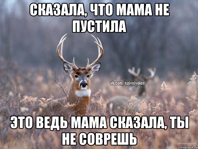 Сказала, что мама не пустила Это ведь мама сказала, ты не соврешь, Мем   Наивный олень