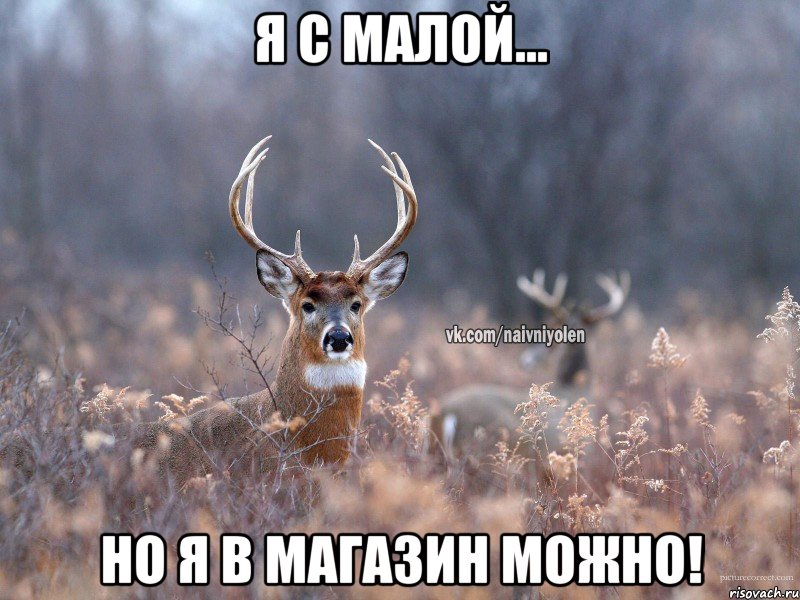 Я с Малой... Но я в магазин можно!, Мем   Наивный олень