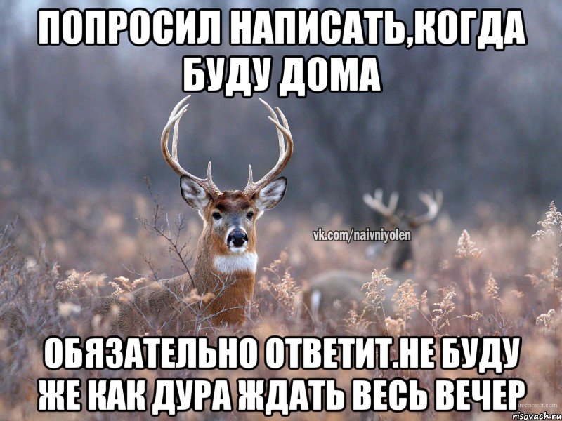 попросил написать,когда буду дома обязательно ответит.не буду же как дура ждать весь вечер, Мем   Наивный олень