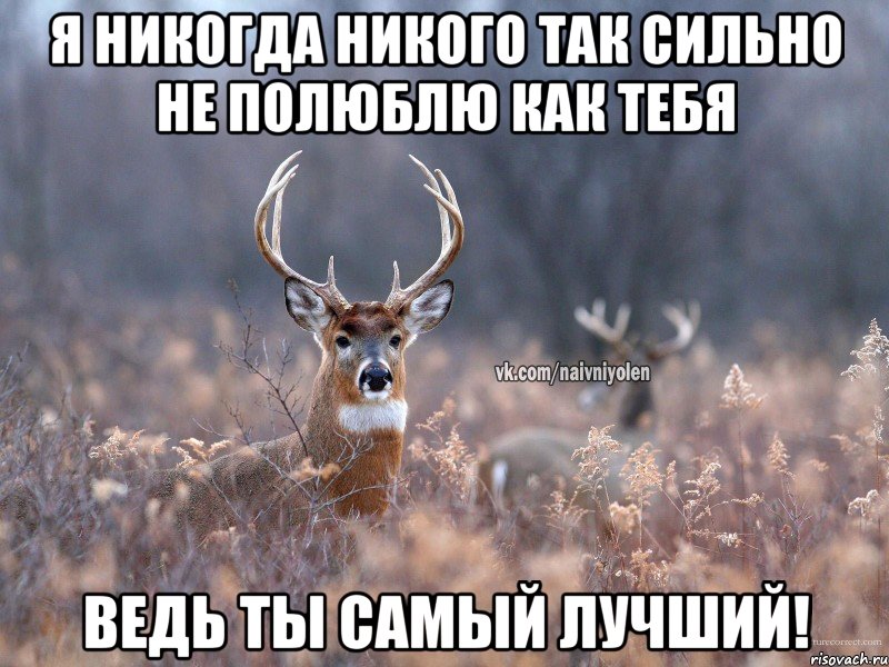 Я никогда никого так сильно не полюблю как тебя ведь ты самый лучший!, Мем   Наивный олень