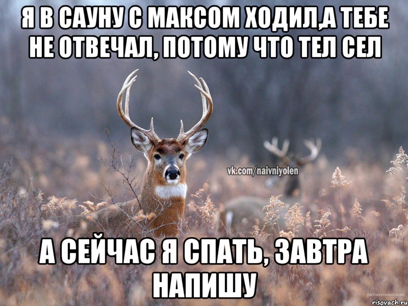 Я в сауну с Максом ходил,а тебе не отвечал, потому что тел сел а сейчас я спать, завтра напишу, Мем   Наивный олень