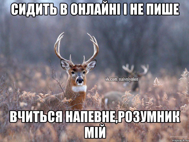 сидить в онлайні і не пише вчиться напевне,розумник мій, Мем   Наивный олень