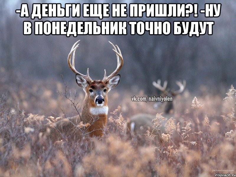 -а деньги еще не пришли?! -ну в понедельник точно будут , Мем   Наивный олень