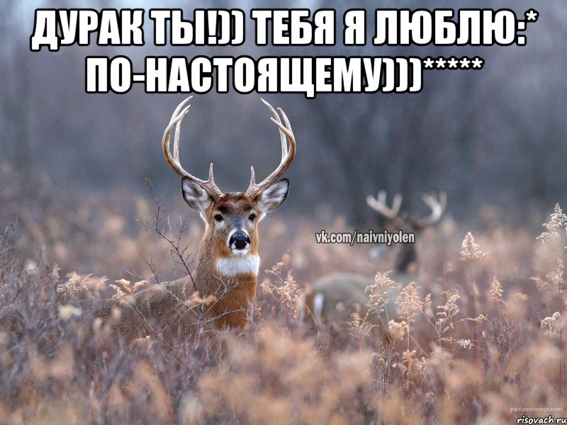 Дурак ты!)) тебя я люблю:* по-настоящему)))***** , Мем   Наивный олень