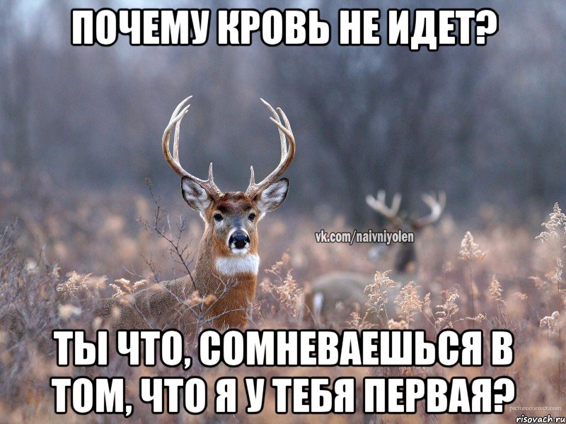 ПОЧЕМУ КРОВЬ НЕ ИДЕТ? ТЫ ЧТО, СОМНЕВАЕШЬСЯ В ТОМ, ЧТО Я У ТЕБЯ ПЕРВАЯ?, Мем   Наивный олень