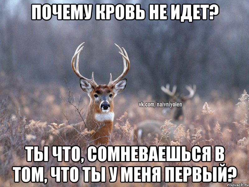 ПОЧЕМУ КРОВЬ НЕ ИДЕТ? ТЫ ЧТО, СОМНЕВАЕШЬСЯ В ТОМ, ЧТО ТЫ У МЕНЯ ПЕРВЫЙ?, Мем   Наивный олень