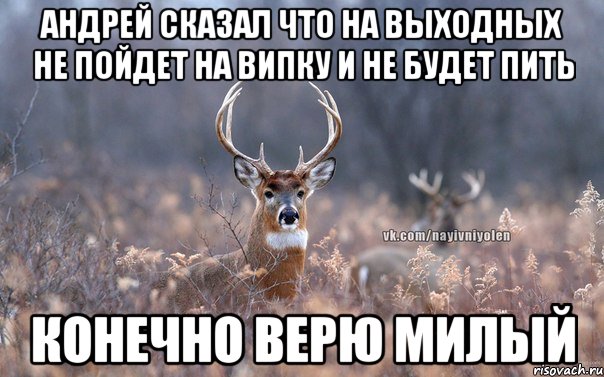 Андрей сказал что на выходных не пойдет на Випку и не будет пить конечно верю милый, Мем   Наивный олень