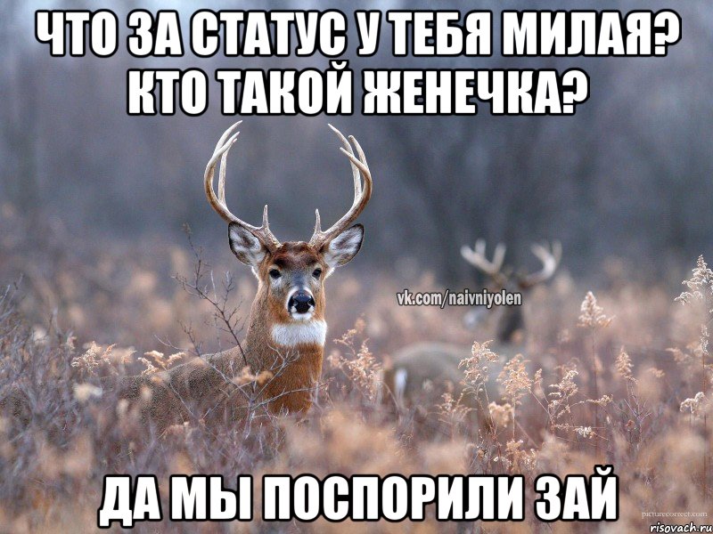 Что за статус у тебя милая? Кто такой Женечка? Да мы поспорили зай, Мем   Наивный олень